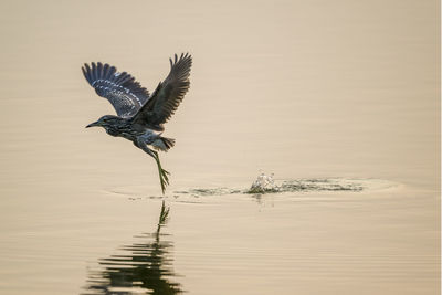 Bird flying over lake