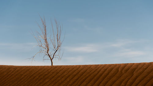 Bare tree on sand against sky