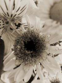 Close-up of flowers