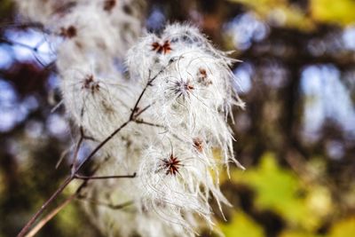 Close-up of white dandelion flowers