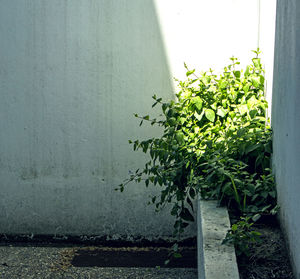 Plants growing in pond