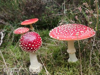 Close-up of fly agaric mushroom on field