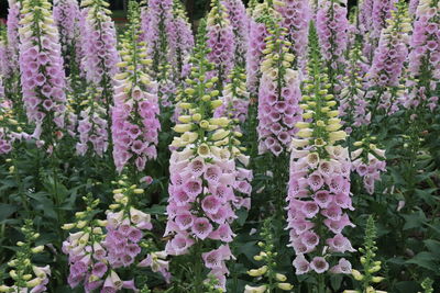 Close-up of purple flowering plants