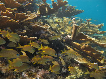 Fish swimming in sea