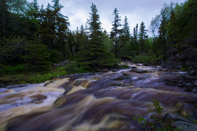 Scenic view of stream flowing in forest against sky