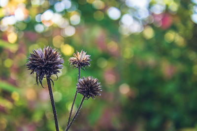 Close-up of flowering plant