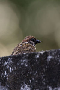 Close-up of bird perching on rock