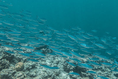 Fish swimming in sea