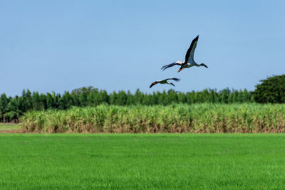 Bird flying over field