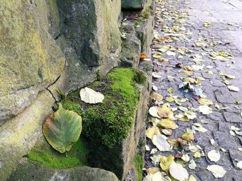 Close-up of pebbles on rock
