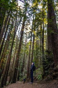 Man walking a dog through a redwood park in oakland, california