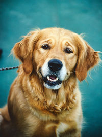 Close-up portrait of dog