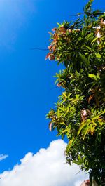 Low angle view of tree against sky