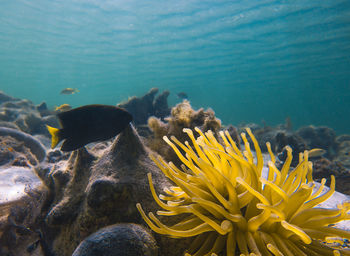 Close-up of coral swimming in sea