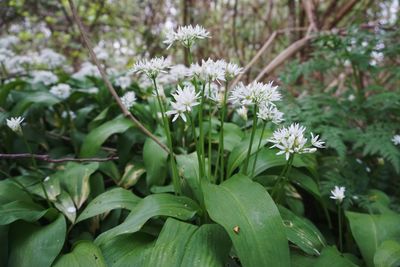 Close-up of white flowering plant