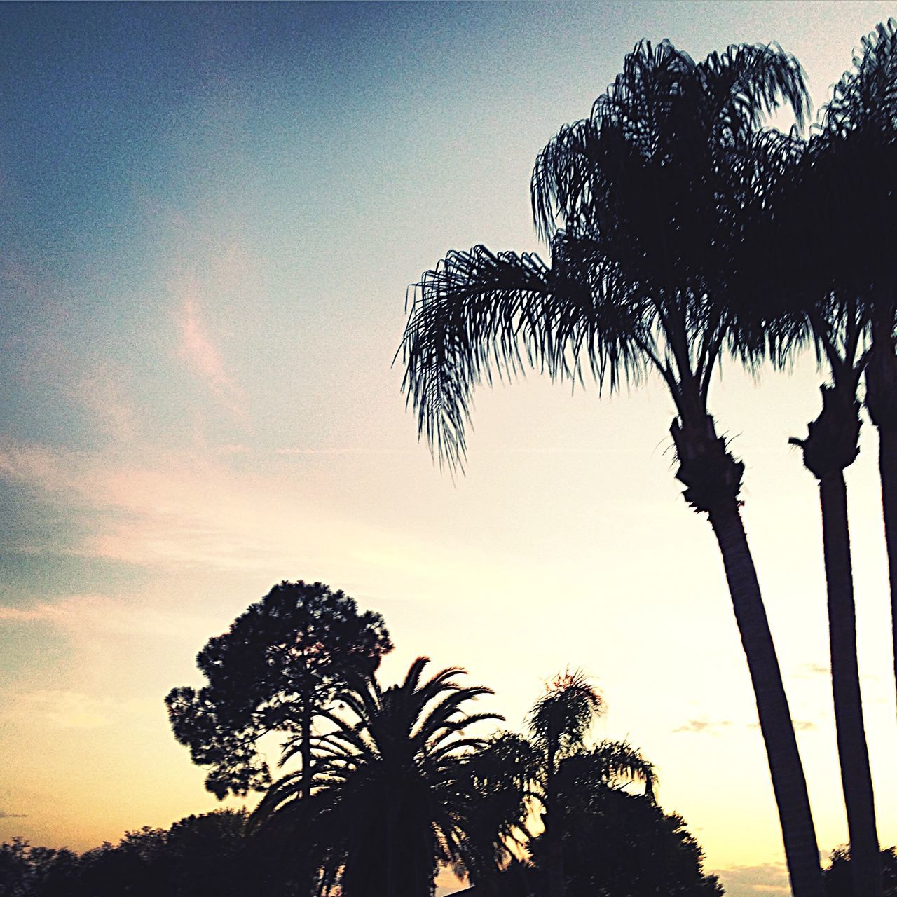 silhouette, tree, palm tree, low angle view, sunset, tree trunk, sky, growth, tranquility, nature, beauty in nature, tranquil scene, branch, scenics, outline, coconut palm tree, dusk, clear sky, outdoors, tall - high