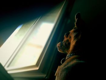 Dog looking through window