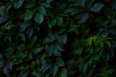 Full frame shot of fresh green leaves