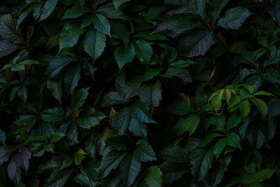 Full frame shot of fresh green leaves