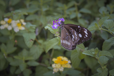 Butterfly on purple flower