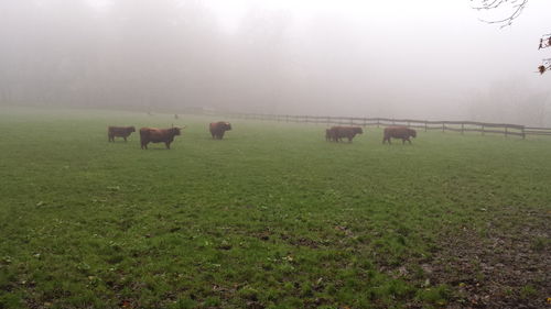 Cows grazing on field in foggy weather