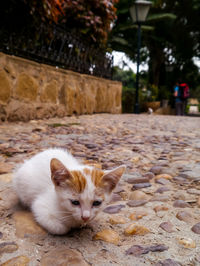 Close-up of a cat on retaining wall