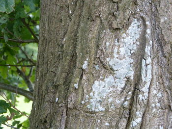 Close-up of tree trunk