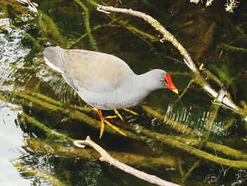 High angle view of bird in lake