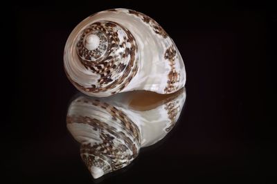Close-up of seashell on black background