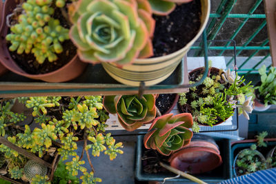 High angle view of potted plants in greenhouse