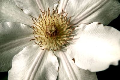 Close-up of white flowers