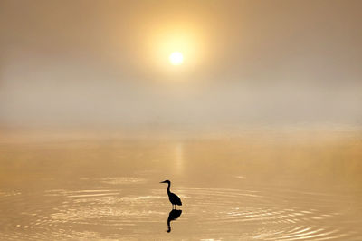 Silhouette bird in a water