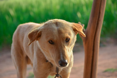 Amazing portrait of young dog during sunset. this is a very loving and wonderful family pet.