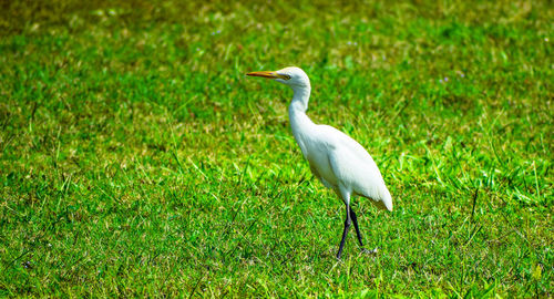 White bird on field