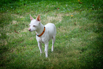 Dogs running on grassy field