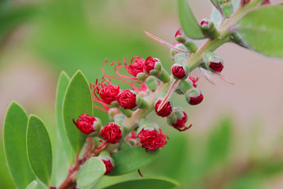 Close-up of red berries growing on plant