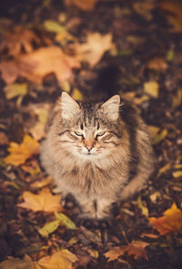 High angle view of cat on field during autumn