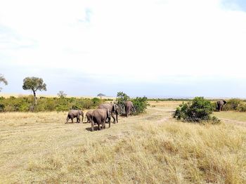 Herd of elephants in maasai mara national reserve 
