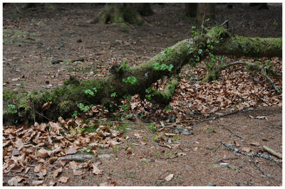 Close-up of plants in forest