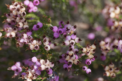 Close-up of pink flowering plants