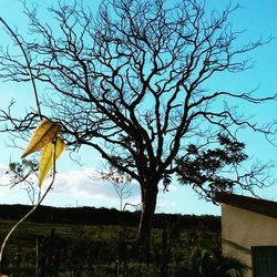 Bare trees on field against sky