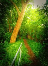 Footpath passing through forest