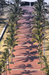 Palm trees in the park