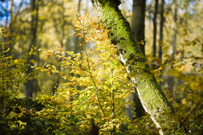 Close-up of lichen growing on tree trunk in forest