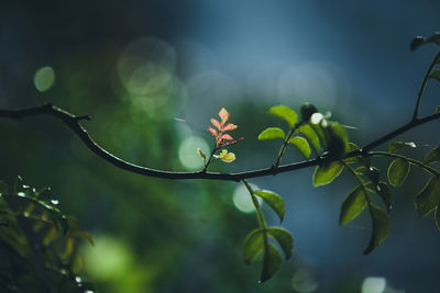 Close-up of plants growing in forest 