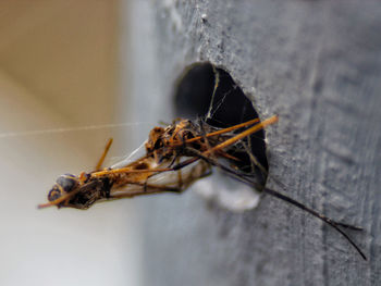 Close-up of insect on wall