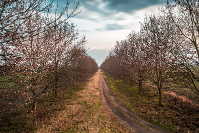 Road amidst trees against sky