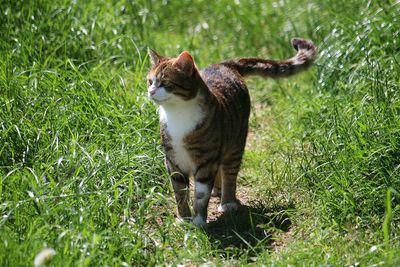 Portrait of a cat on field