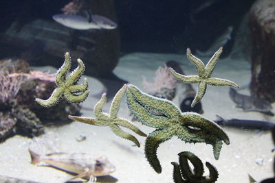 View of starfish swimming in aquarium