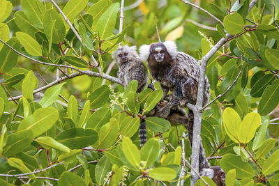 Close-up of monkey on tree